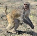 angry_monkey.jpg