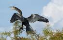 anhinga_in_tree_9-3-20071.jpg