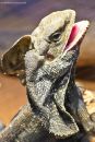 animal4988.JPG