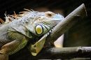 animal4989.jpg