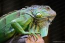animal4990.jpg