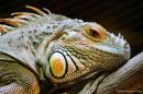 animal4991.jpg
