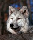 arcticwolf-lge041023_171104.jpg