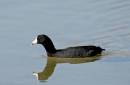assorted_birdies_0392.jpg