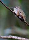 assorted_birdies_2072.jpg