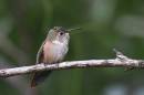 assorted_birdies_2283.jpg