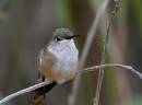 assorted_birds1_0822.jpg