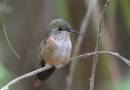 assorted_birds1_1353.jpg