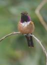 assorted_birds2_1162.jpg