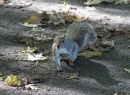 autumn_leaves_and_the_Squirrel.jpg