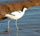 avocet_4.JPG