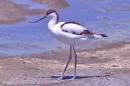 avocetta0050.jpg