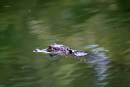 baby_gator.jpg