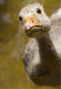 baby_goose1.JPG