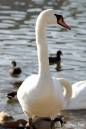 backlitswan_copy.jpg