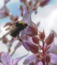 backyardbee_1.jpg
