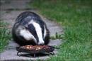 /gallery/data/501/thumbs/badger-wpf-1000.jpg