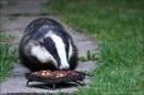 badger-wpf-1000.jpg