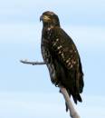 bald_eagle_juv_WPF.jpg