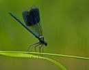 banded-damselfly-1.jpg