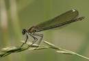 banded-demoiselle-jul-29-20.jpg