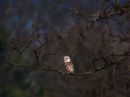 /gallery/data/501/thumbs/barn-owl.jpg