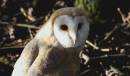 barn_owl.jpg