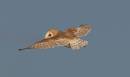 barn_owl1.jpg