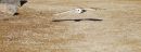 barn_owl_resized.jpg