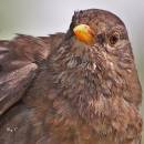 bbird1a.jpg