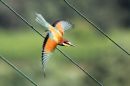 bee-eater02.jpg
