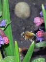 bee.jpg