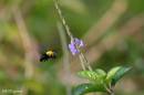 bee1.jpg