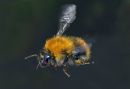 bee14.jpg