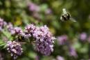 bee_1_sml.jpg