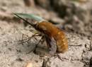 bee_fly.jpg