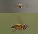 bee_fs.jpg