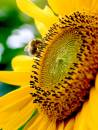 bee_on_sunflower.jpg