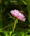 bee_with_rose.JPG