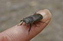 beetle.jpg