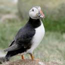 best_puffin11.jpg