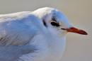 bhgull.jpg