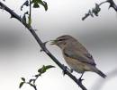 bird-early-worm.jpg