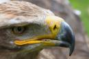 bird-of-prey.jpg