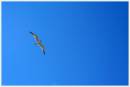 bird1.jpg