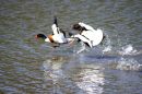 bird_fight1_edited-2.jpg