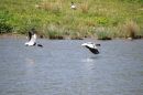 bird_fight_3_edited-1.jpg