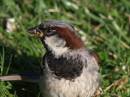 bird_p1.jpg