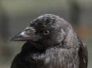 bird_p3.jpg