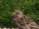 bird_p7.jpg